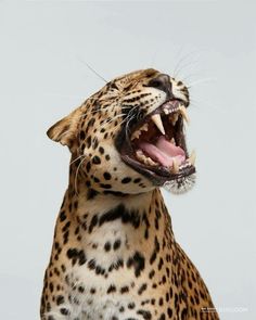 a leopard with its mouth open and it's teeth wide open