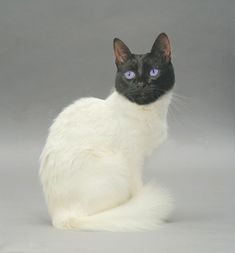 a black and white cat with blue eyes sitting on the floor in front of a gray background