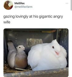 two white birds sitting next to each other on top of a pile of hay in a cage