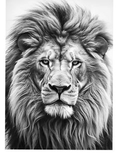 Lion Tattoo With Crown, Traditional Panther Tattoo, Half Sleeve Tattoos Sketches, Tiger Sketch, Lion Art Tattoo, Big Cat Tattoo