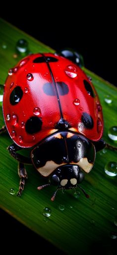 a ladybug sitting on top of a green leaf covered in raindrops