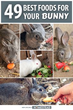 rabbits eating various foods Pinterest image Peppermint Herb, Raising Rabbits For Meat, Rabbit Stuff, Rabbit Diet