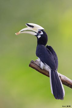 a black and white bird sitting on top of a tree branch with a beak in it's mouth