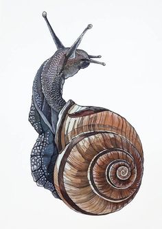a drawing of a snail on top of another snail
