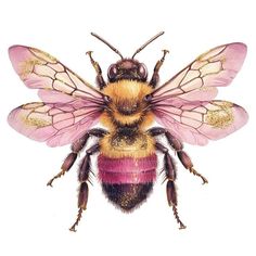 a close up of a bee with pink and yellow stripes on it's wings