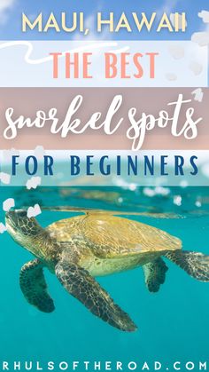 a turtle swimming in the ocean with text overlay that reads, the best snorkel spots for beginners