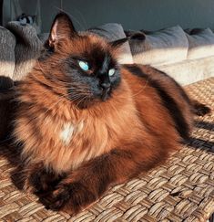 a cat with blue eyes laying on a wicker surface next to pillows and blankets
