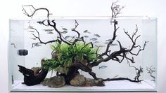 an aquarium with plants and rocks in it