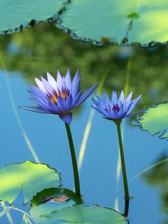 two purple water lilies sitting on top of green leaves