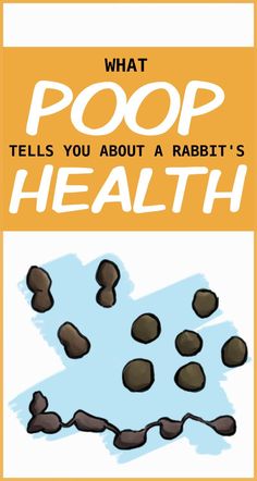 what poop tells you about a rabbit's health book cover with rocks on the ground