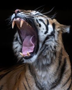 a tiger with its mouth open showing teeth