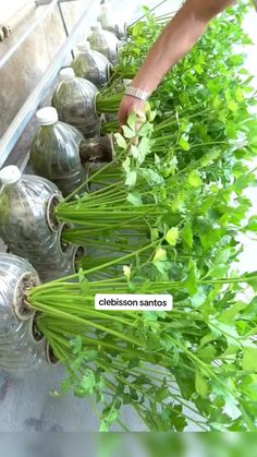 a person is reaching for some green herbs