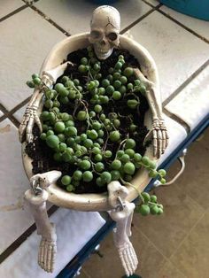 a skull planter with green grapes in it