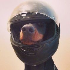 a dog wearing a motorcycle helmet with its nose sticking out from behind it's face