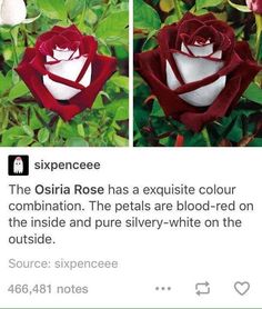 an image of a red rose with white petals and the caption's description