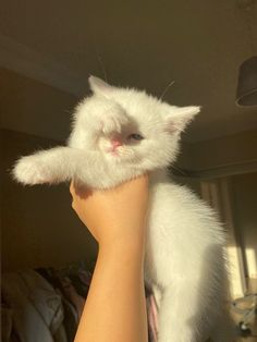 a person holding a white cat up to the camera with their right arm and left hand