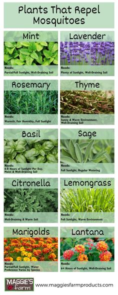 Plants that repel mosquitoes. Mint, lavender, rosemary, thyme, basil, sage, citronella, lemongrass, marigolds, lantana flowers. Sun Plants, Plants That Repel Flies, Plants That Repel Mosquitoes, Pollinator Garden Design, Mosquito Repelling Plants, Vegetable Garden Planning, Veg Garden