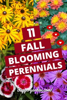 colorful flowers with the words 11 fall blooming perennials