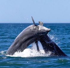 a dolphin jumping out of the water with it's head sticking out of the water