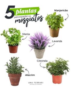 there are many different types of plants in the planter, and each one has its own name