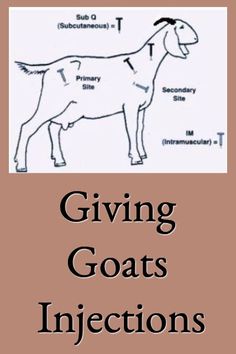 a goat with the words giving goats injections on it's side and an image of