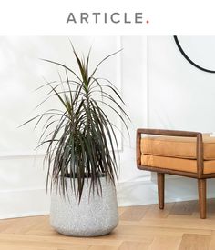 a large potted plant sitting on top of a wooden floor next to a chair