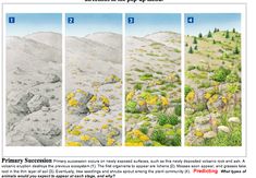 four different views of rocks and plants in the desert, each with yellow flowers on them