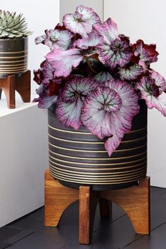 a potted plant sitting on top of a wooden stand next to another potted plant