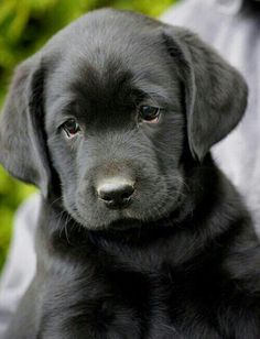 a close up of a black dog on a person's lap with grass in the background