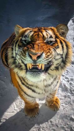 a large tiger standing in the snow with its mouth open and it's teeth wide open