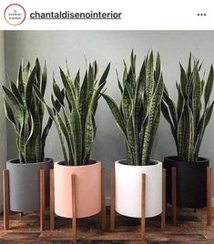 three potted plants sitting next to each other