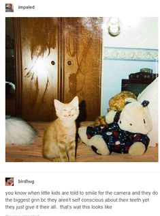 an orange cat sitting next to a stuffed animal