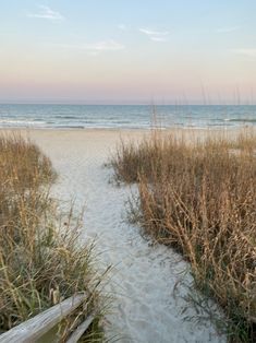 a path leading to the beach with tall grass