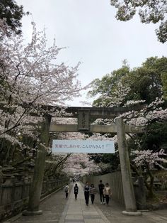 several people walking under an arch with cherry blossoms on it