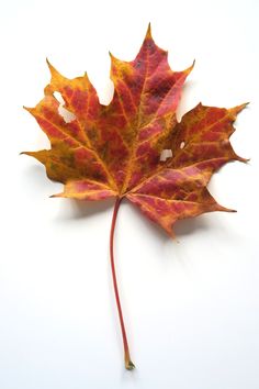 a red and yellow leaf laying on top of a white surface