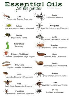an image of different types of bugs and other insects in their natural habitat, with the words essential oils for the garden