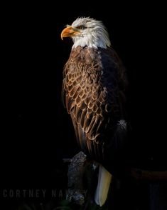 an eagle sitting on top of a tree branch next to a dark background with its wings spread