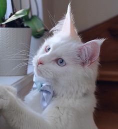 a white cat wearing a blue bow tie sitting next to a plant in a pot