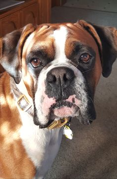 a close up of a dog on the ground