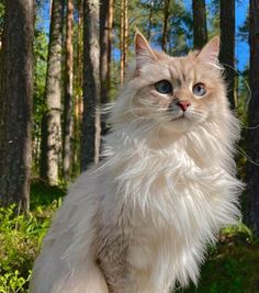 a fluffy white cat with blue eyes sitting in the grass next to some tall trees