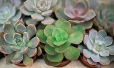 several succulents are arranged in small pots