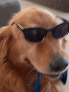 a dog wearing sunglasses while sitting on a couch