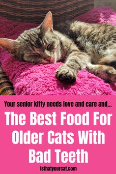 a cat laying on top of a pink blanket with the caption, your senior kitty needs love and care and the best food for older cats with bad teeth