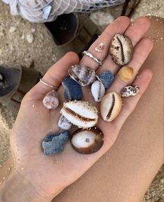 a person's hand holding several seashells in their palm, with shells scattered around them