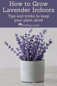 lavender in a pot with text overlay how to grow lavender indoors tips and tricks to keep your plant alive