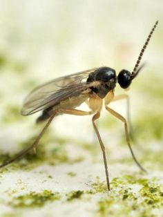 a close up of a mosquito on the ground