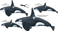 three orca whales are shown with their names