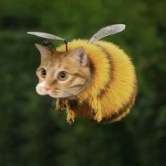 a cat wearing a bee costume on top of it's head and looking at the camera