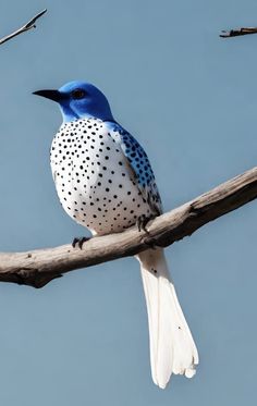 a blue and white bird sitting on top of a tree branch