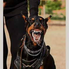 a black and brown dog wearing a leather harness with its mouth wide open while standing next to a person